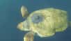 Yoshi, une tortue caouanne de 180 kg, a parcouru 37.000 kilomètres en deux ans depuis qu’elle a été relâchée de son aquarium en Afrique du Sud. © Two Oceans Aquarium, YouTube
